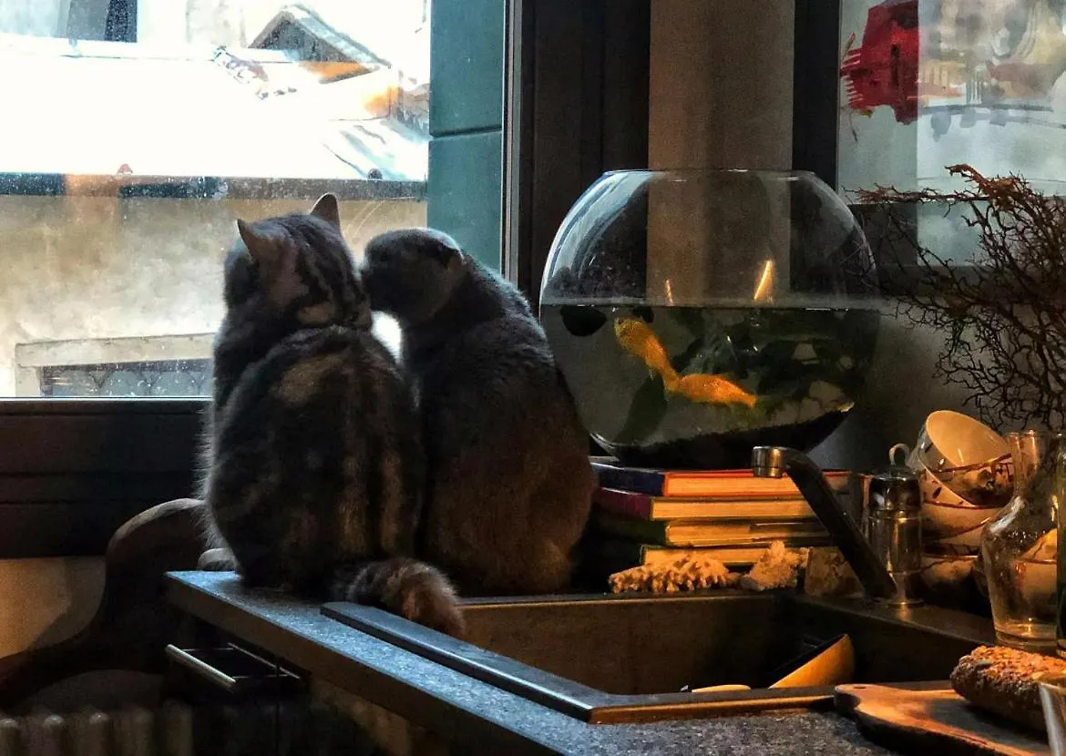 Cats And Antiques In Private Home Stay Venice Italy